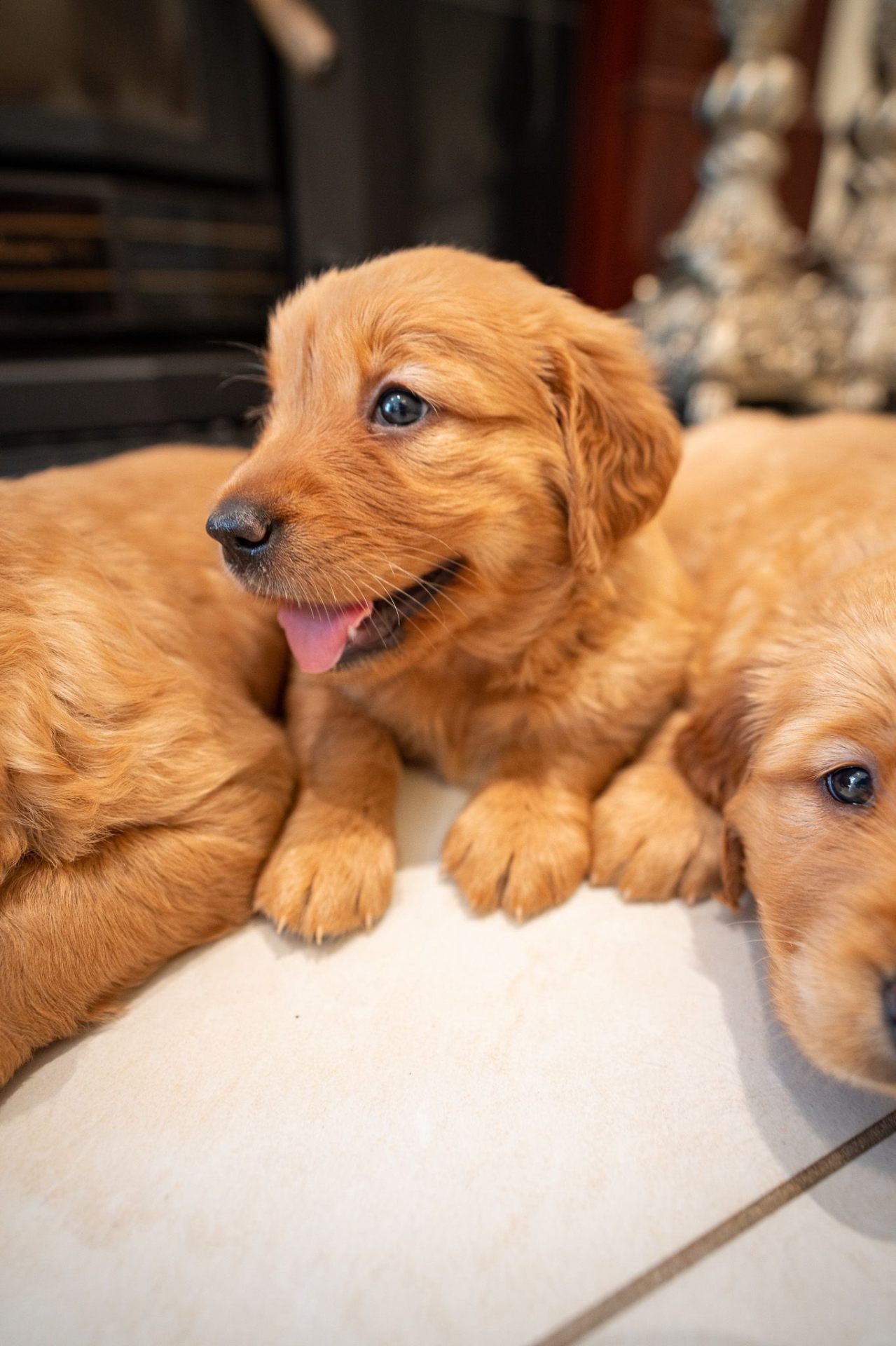 Wattlebrook Retrievers puppy Archie